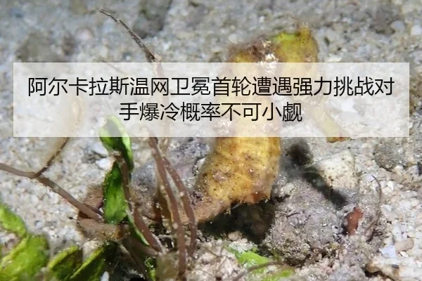 阿尔卡拉斯温网卫冕首轮遭遇强力挑战对手爆冷概率不可小觑